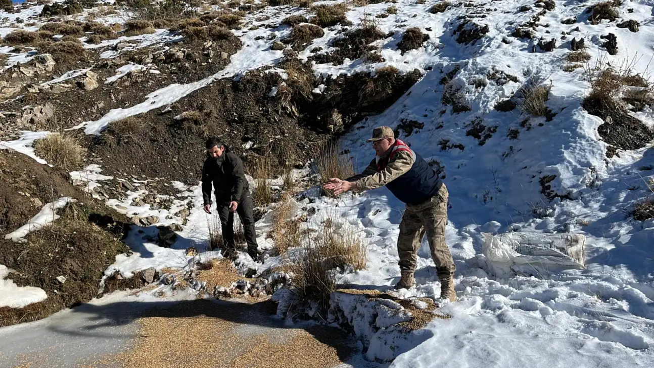 Siirt'te kar altında kalan yaban hayvanlarına 750 kilogramlık yaşam desteği