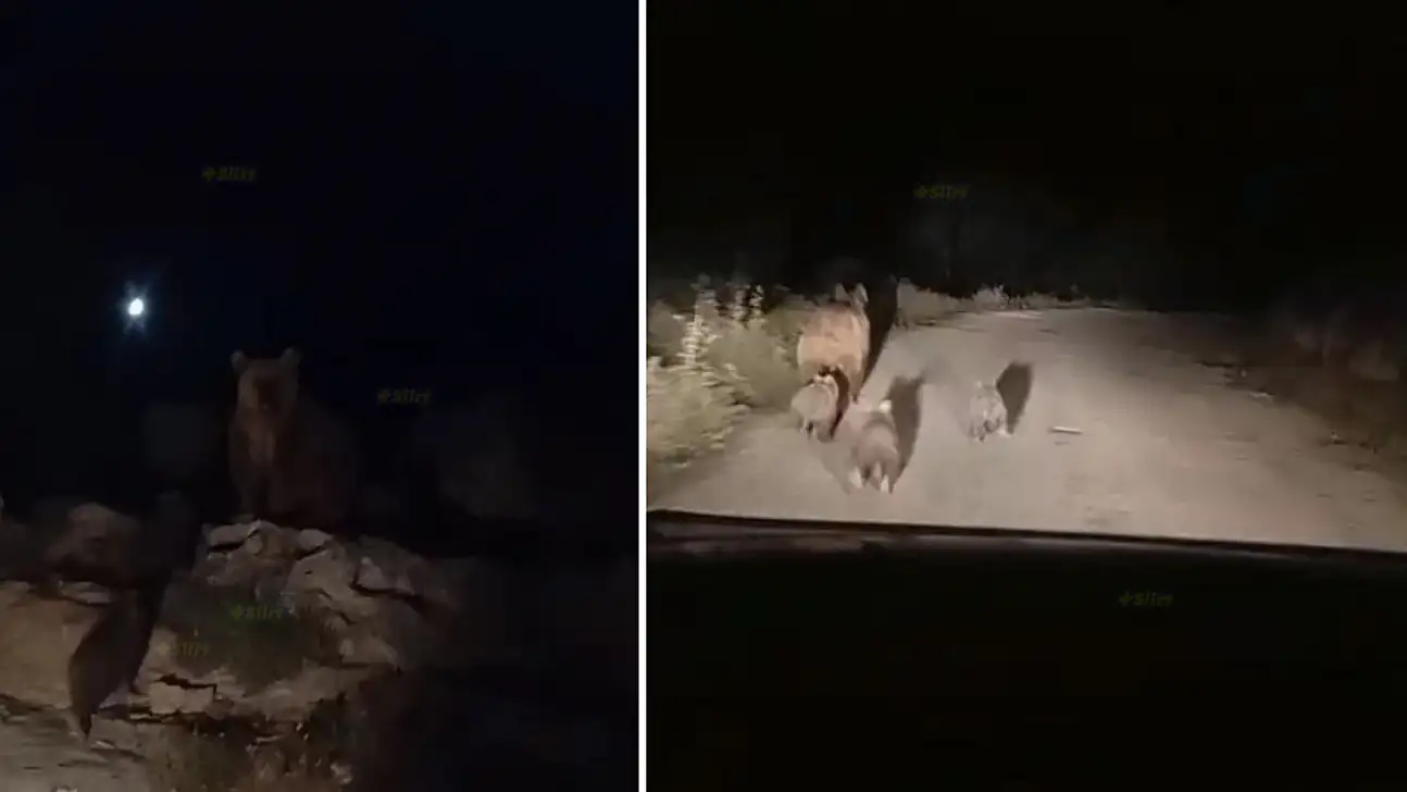 Siirt'te Kış Uykusuna Hazırlanan Ayı ve Yavruları Köy Yolunda Görüntülendi