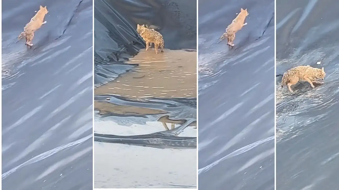 Siirt'te Petrol Sahasında Kurt Paniği: Su Havuzuna Düşen Kurt Zor Anlar Yaşadı