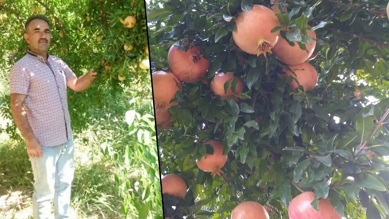 Siirt'te Üreticiler Birliği Başkanı Kurum: Zivzik Narında Hasat Bitti, Üretici Zararda