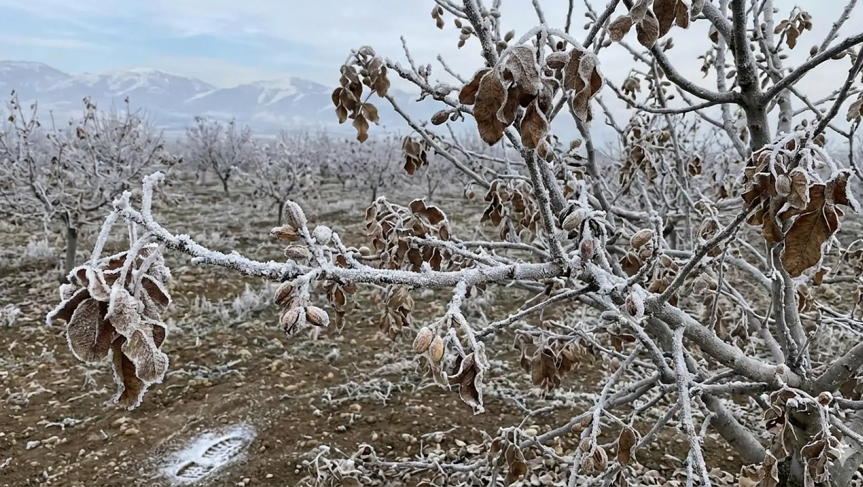 MGM'den Siirt için kritik uyarı: İl merkezi ve tüm ilçelerde kuvvetli zirai don bekleniyor