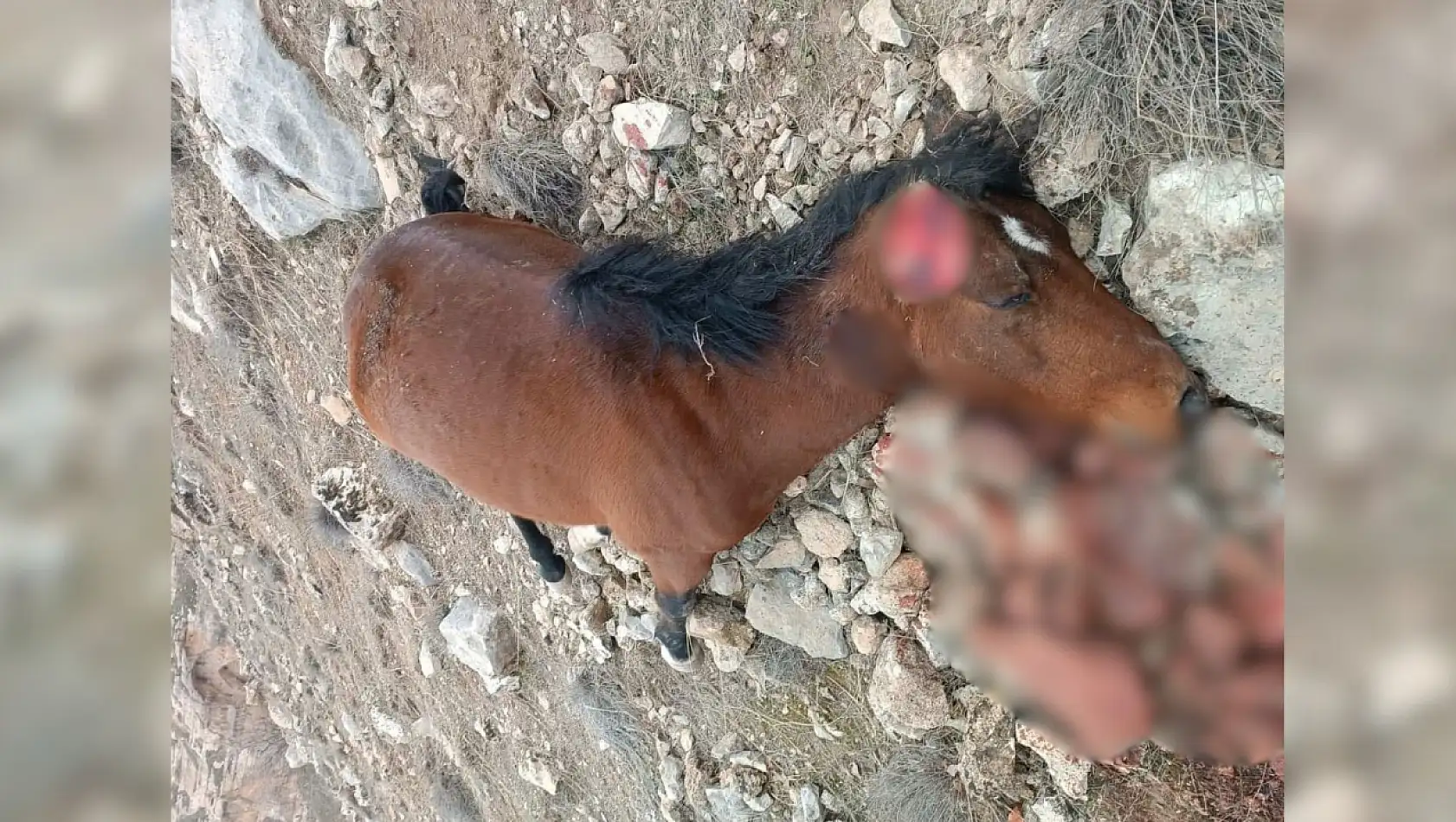 Siirt Botan Vadisi'nde Bir At Öldürüldü!