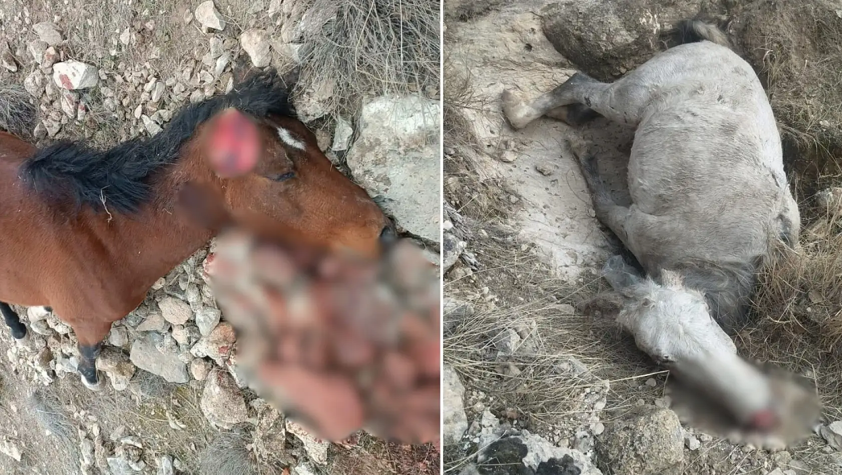 Siirt Botan Vadisi'nde 5 at katledildi