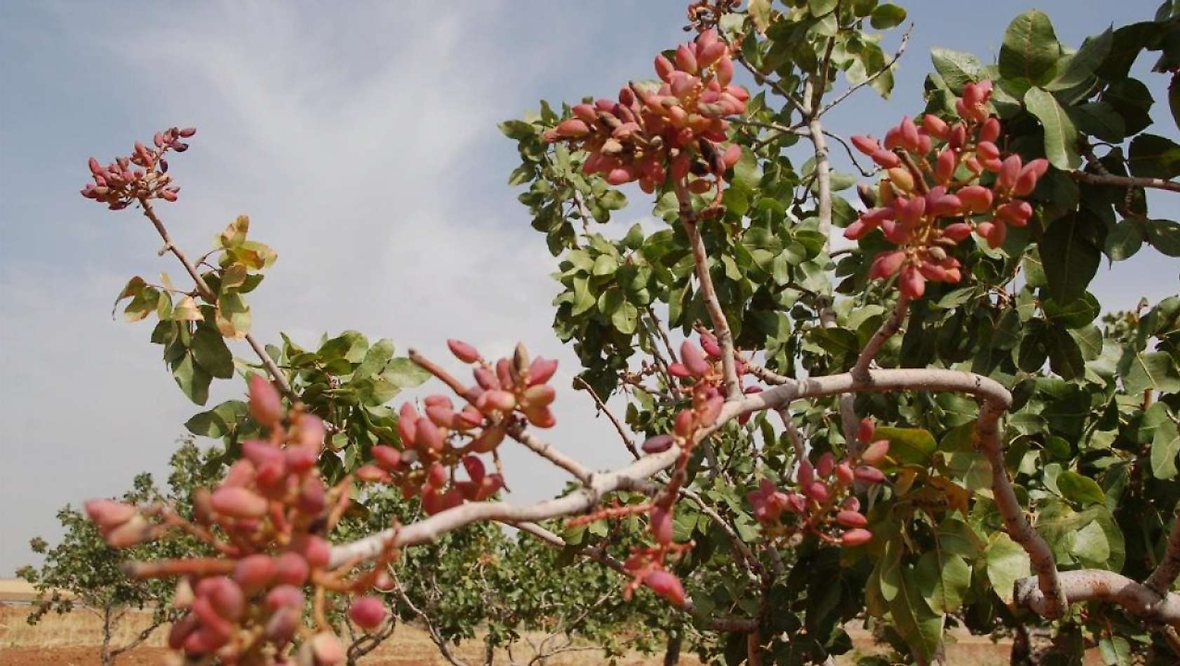 Siirt Fıstığının Geleceği İçin Kritik Buluşma: Çalıştayın Tarihi Belli Oldu