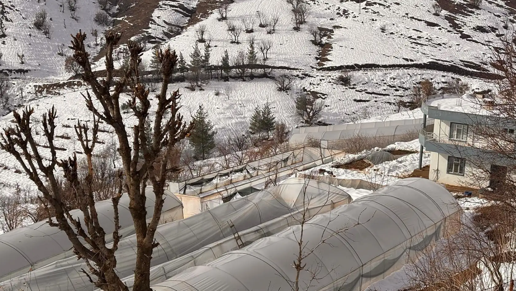 Siirt'te kar yağışında zarar gören seralarda hasar tespit çalışması yapıldı
