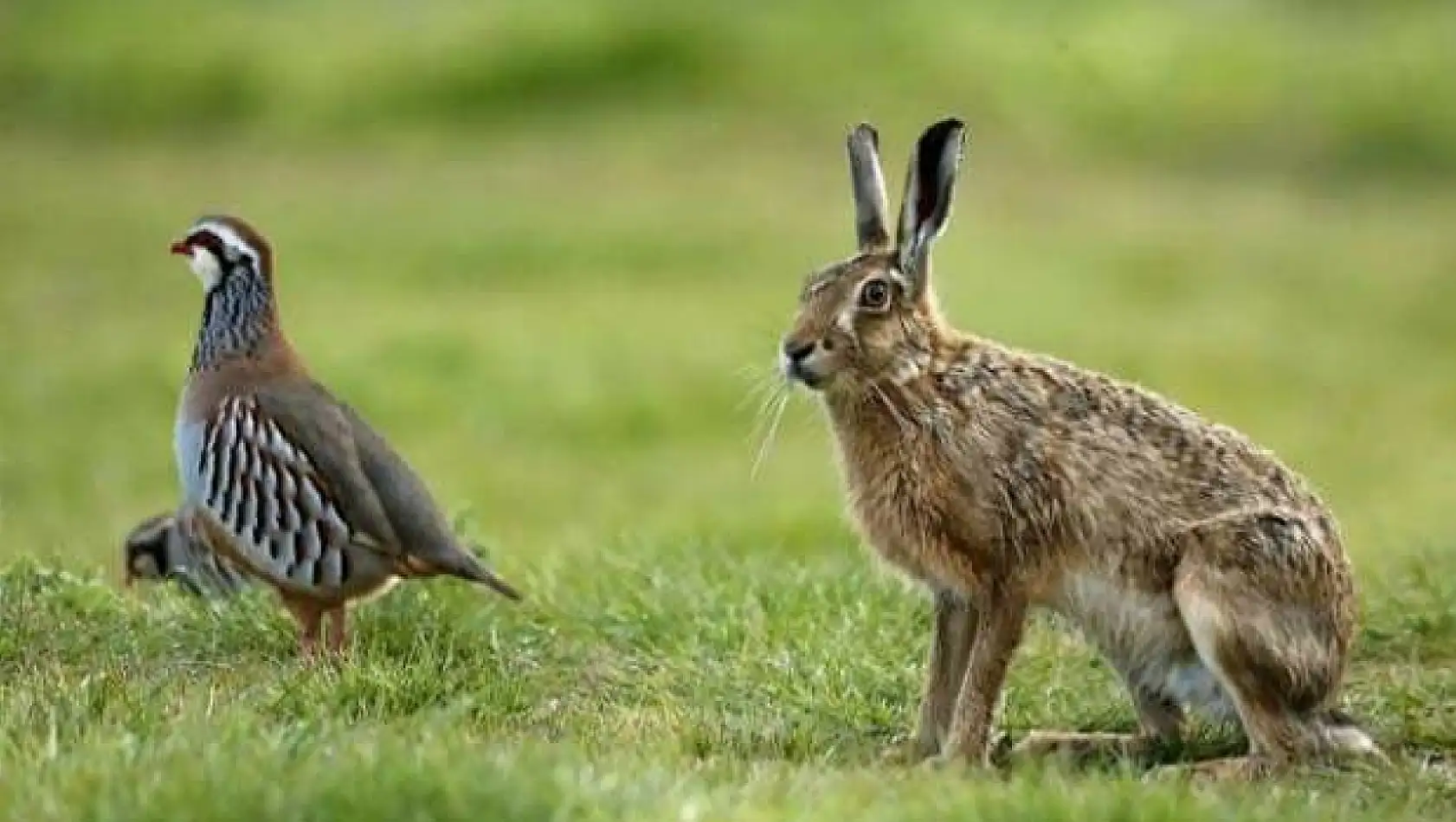 Siirt'te keklik, yaban tavşanı ve tilki avı sezonu kapandı