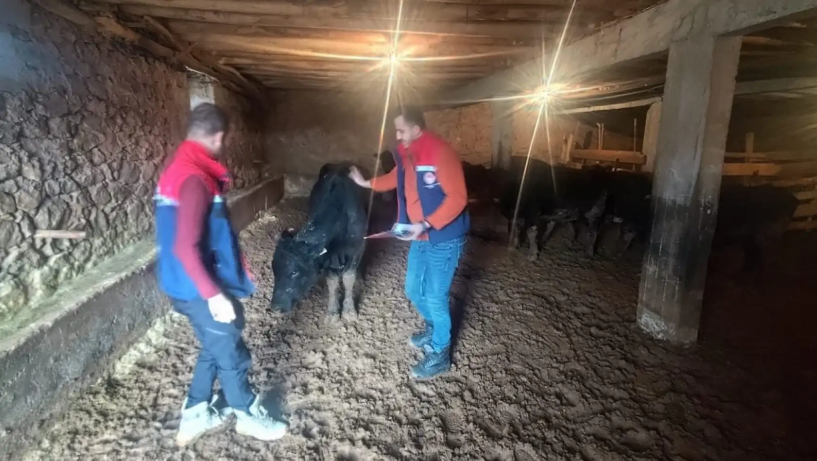 Siirt'te kırsalda hayvancılığa destek sahada karşılığını buluyor