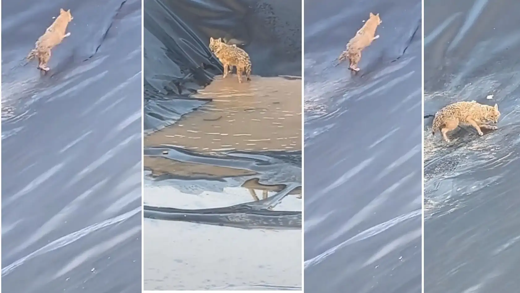 Siirt'te Petrol Sahasında Kurt Paniği: Su Havuzuna Düşen Kurt Zor Anlar Yaşadı