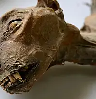 Arar'da 7 Çita Mumyası ve 54 Kemik Bulundu: Bilim İnsanları Genetik Analiz Yapıyor