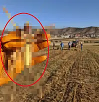 Batman'da Mercimek Tarlasında Görülen Dev Çekirge Şaşkınlık Yarattı: Etle Besleniyor