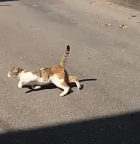 Diyarbakır'da Sokak Kedisi Isırdı, 4 Ay Sonra Kuduz Tespit Edildi