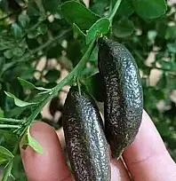 Gramı altınla yarışıyor: Tarımda dengeleri değiştiren 'yeşil altın'