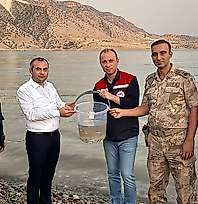 Ilısu Barajı'na 1 Milyon Şabut Balığı Bırakıldı