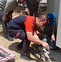 Kurtalan'da Trafo Deliğine Sıkışan Kedi Ekiplerin Çalışmasıyla Kurtarıldı