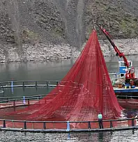 Mezopotamya Somonu Dünyaya Açılıyor: Diyarbakır'dan Global İhracat Başlıyor