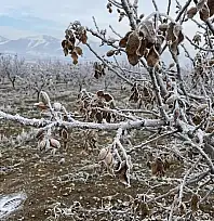 MGM'den Siirt için kritik uyarı: İl merkezi ve tüm ilçelerde kuvvetli zirai don bekleniyor