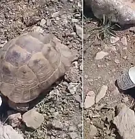 Pervari'de Sıcaktan Bunalan Kaplumbağaya Su Verdi