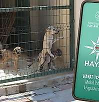 Siirt 112'den Sokak Hayvanları İçin Hayat112 Uygulaması Uyarısı