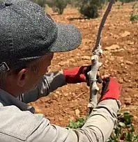 Siirt anacı üzerine, Antep fıstığı aşılanıyor: İşte nedeni