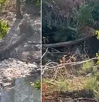 Siirt Baykan'daki Destumi Piknik Alanında Ağaç Kesimi ve Çevre Kirliliği Tepkisi