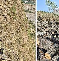 Siirt-Bitlis sınırında orman kesimine tepki: 'Doğa ve yaban hayatı zarar görüyor'