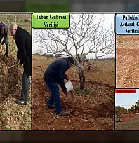 Siirt fıstığında doğru gübreleme için kritik dönem! Siirt Fıstıkçılık birimi detayları anlattı