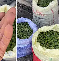 Siirt'in dağlarında yetişiyor, köylüye gelir kapısı oluyor: Mazı meşesinin bilinmeyen hikâyesi