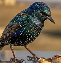 Siirt'in Tarlasına Konanlar ve Kök Salanlar! Sığırcık Kuşlarından Modern Dilencilere