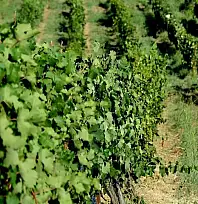 Siirt'in Üzüm Hazineleri: Türkiye'nin 60 Yıllık Asma Gen Bankası'nda Siirt'e Ait Özel Türler Koruma Altında