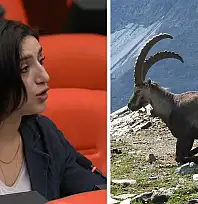 Siirt'in Yaban Keçileri Meclis Gündeminde: ''İhale Derhal İptal Edilmeli''
