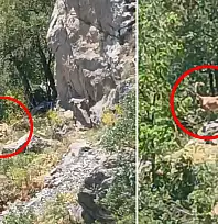 Siirt'in Zirvelerinde Eşsiz An: Dağ Keçisi Cep Telefonuyla Kaydedildi