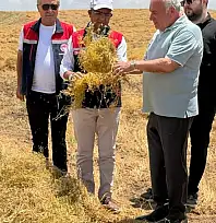 Siirt Kurtalan'da Mercimek Hasadı Başladı: Siirt Üretimde Türkiye Üçüncüsü