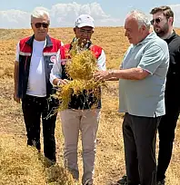 Siirt Kurtalan'da Mercimek Hasadı Başladı: Siirt Üretimde Türkiye Üçüncüsü