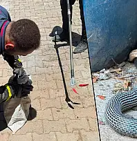 Siirt Kurtalan'da Yılan Yılanı Avladı, İtfaiye Ekipleri Müdahale Etti