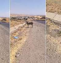 Siirt Kurtalan Girişinde Yürek Burkan Görüntü: Eşek 4 Gündür Yavrusunun Başından Ayrılmıyor