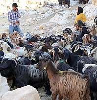 Siirt'te 1000 Keçi Suni Tohumlama ile Islah Ediliyor