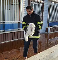Siirt'te 7'nci Kattan Düşen Evcil Kedi İçin Ekipler Seferber Oldu