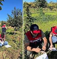 Siirt'te Akdeniz Meyve Sineğine Karşı Takip Çalışmaları Sürüyor