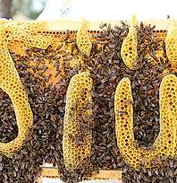 Siirt'te Ana Arı Üretiminde Yeni Aşama: Bazı Kovanlarda 40 Kilo Bal Elde Edildi