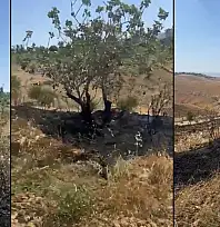 Siirt'te Anız Yangını Fıstık Bahçesine Sıçradı: 10 Ağaç Zarar Gördü