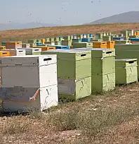 Siirt'te Arıcılara Kovan Desteği İçin Başvurular Başladı