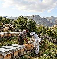 Siirt'te Arıcılık Ve Hayvancılıkla Uğraşan Üreticilere Destek Artırıldı