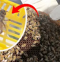 Siirt'te Arıcılıkta Yeni Dönem: Bölgede İlk Kez Bilimsel Ana Arı Üretimi Yapıldı