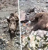 Siirt'te av sırasında dehşet anları: Yaban domuzunu son anda vurdu