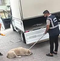 Siirt'te Başıboş Köpekler Toplanmaya Devam Ediyor