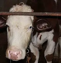 Siirt'te besicinin 3,5 ayda 54 büyükbaş hayvanı telef oldu: Zarar 8 milyon lirayı buldu