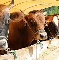 Siirt'te Besilik sığır ithalatında 2026 süreci başladı: Başvurular için takvim ve şartlar açıklandı