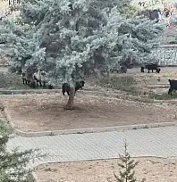 Siirt'te Çocukların Parkı Bakımsızlığa Teslim Oldu, Keçiler Otlamaya Başladı