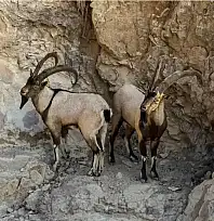 Siirt'te Doğa Koruma'dan Tepki Çeken İhale: Yaban Keçileri Av Turizmi İçin Satışa Çıkarılıyor
