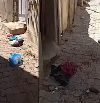 Siirt'te Dumlupınar Mahallesi'nde Çöp Tepkisi: Vatandaşlar Yardım İstiyor